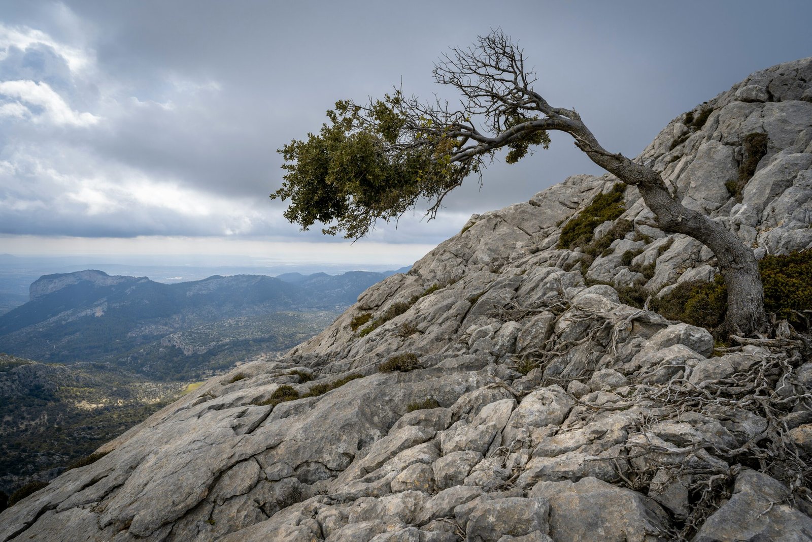 a lone tree on top of a rocky mountain